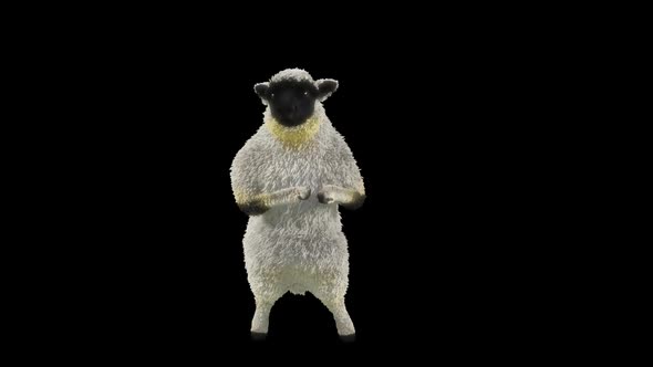 12 Sheep Dancing HD