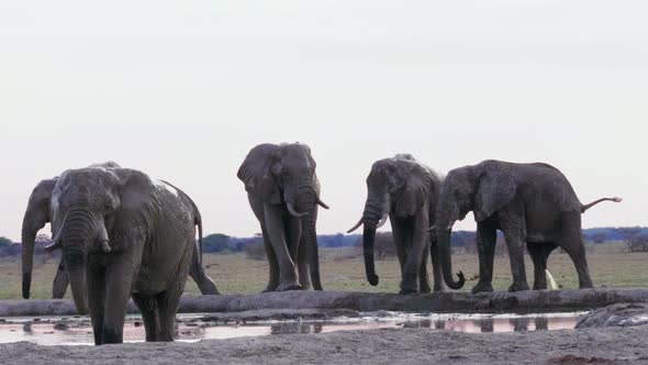 Wild Elephants Drinking Together By The Waterhole In Nxai Pan National Park, Botswana - Medium Shot