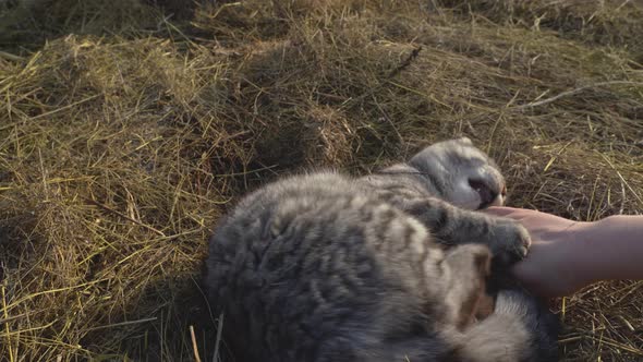 A woman's hand scratches a gray cat lying on the hay