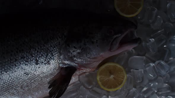 Fish is Lying in Ice with Lemon