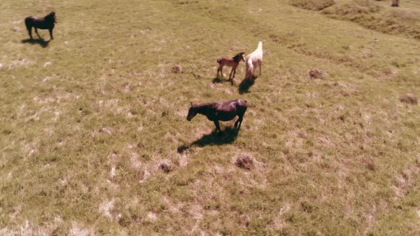 Flight Over Wild Horses Herd on Mountain Meadow. Summer Mountains Wild Nature. Freedom Ecology