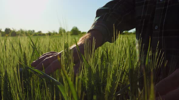 Unknown Farmer Man Hand Touching Careful Unripe Spikelet Wheat Field Close Up