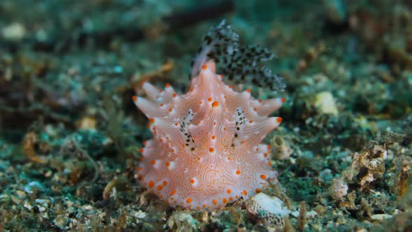 A beautiful looking Nudibranch sea slug sitting on the bottom of the ocean