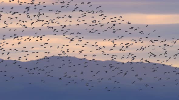 Following Flock of Wrybill and Godwits Birds in Murmuration Formation