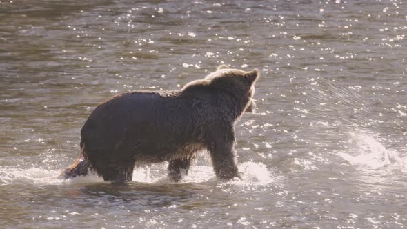 Grizzly Bear With Large Tapeworm