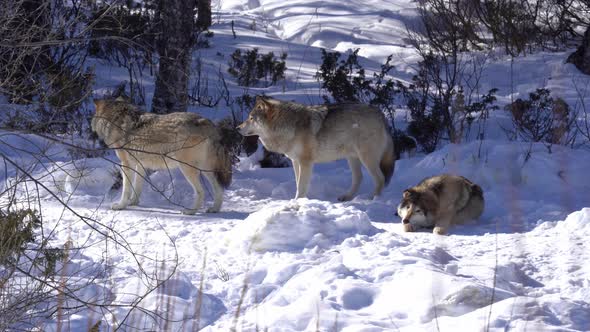 Family of three eurasian grey wolves together in Norway wilderness - One wolf relaxing in snow while