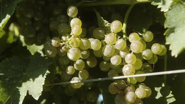 Close up of a green grapes in the vineyard