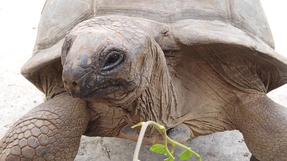 Close Up Feeding Giant Tortoise