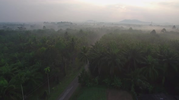 Coconut Field Aerial ShotChumporn Province, Thailand