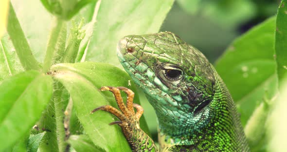 Macro Shot of the Green Lizard in Sunny Day on a Green Leaves Background. 