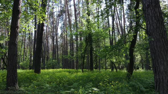 Summer Forest with Pine Trees Slow Motion