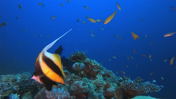 Reef Underwater Tropical Coral Garden