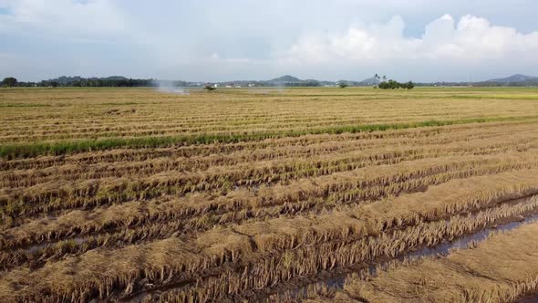 Fly over dry harvested stray paddy