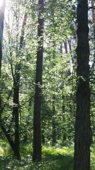 Vertical Video of a Forest with Trees