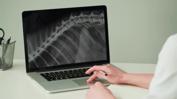 Doctor Veterinarian Examining Horse Skeleton Roentgen on Laptop Computer