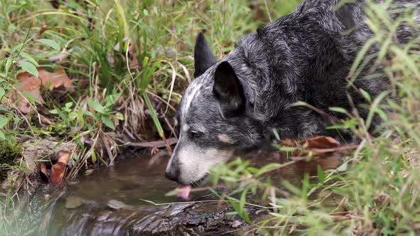 Dog drinking water from a stream