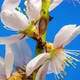 Almond Blossom Timelapse on Blue - VideoHive Item for Sale