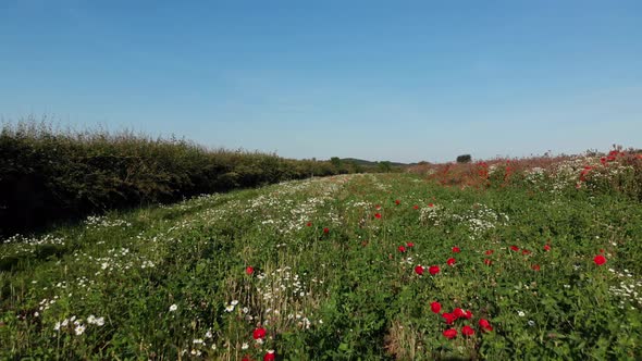 Red And White Flower Wildlife Habitat Edge Of Field Rutland Water England Summer Aerial