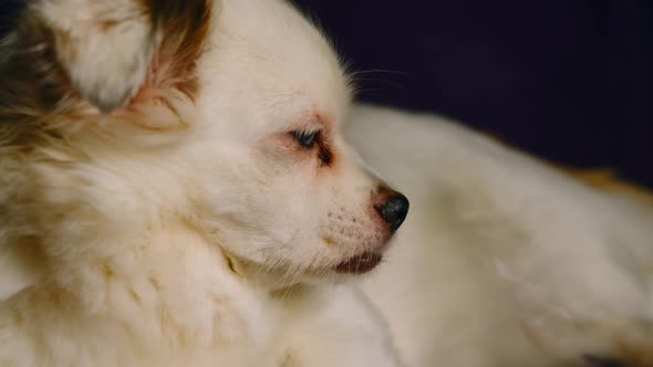 Fluffy White Dog Lying and Looking Away