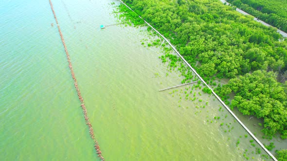 Beautiful mangrove forest. Aerial view from a drone. 4K