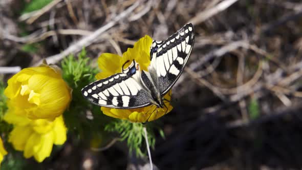 Papilio Machaon the Old World Swallowtail Butterfly Sitting on a Yellow Flower in the Garden