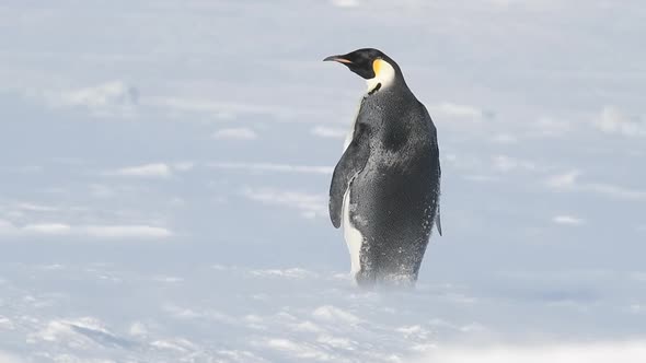 Emperor Penguin on the Snow in Antarctica