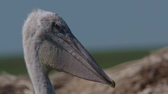 Young Dalmatian Pelican or Pelecanus Crispus in a Wild