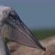 Young Dalmatian Pelican or Pelecanus Crispus in a Wild - VideoHive Item for Sale