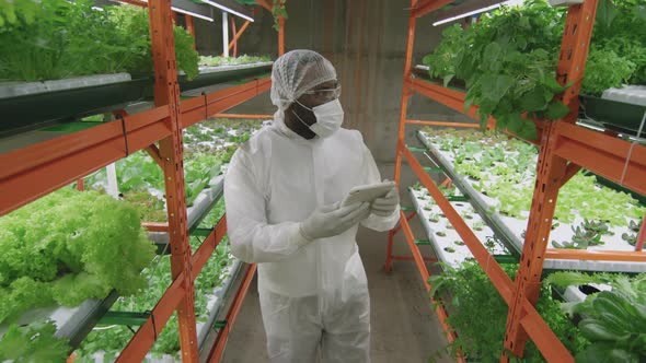 Afro Agronomic Engineer Working At Vertical Farm