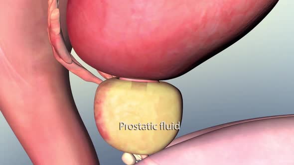 Human Body Organs (Prostate ).