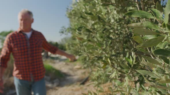 Mature man working on farm