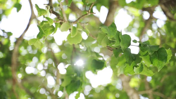 Highlighted Foliage From Bright Sunshine on a Summer Morning