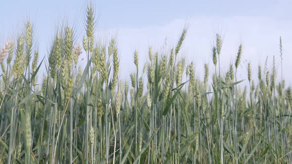 Common wheat Triticum aestivum close-up 4K footage
