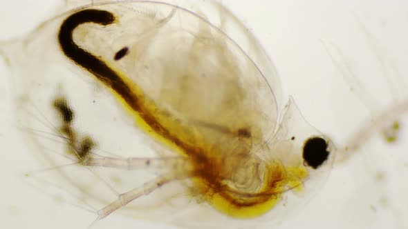 Daphnia Pulex Or Common Water Flea Under The Microscope