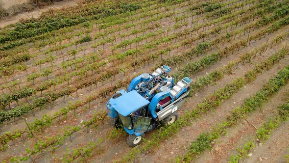 Aerial spin on a blue grape harvester in a vineyard on a sunny day, Talagante, Chile.