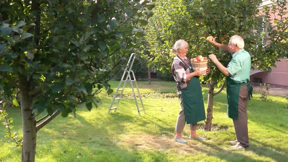 Couple with Basket Picking Apples.