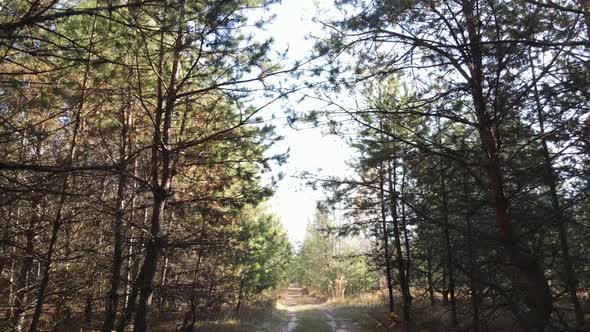 Trees in the Autumn Forest in the Afternoon