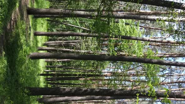 Vertical Video Aerial View Inside a Green Forest with Trees in Summer