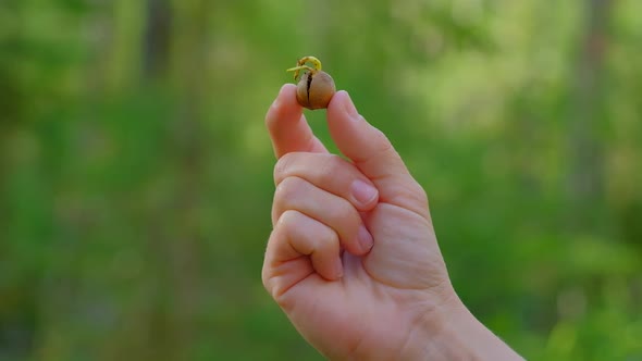 The Girl Holds a Sprouted Nut in Her Hand