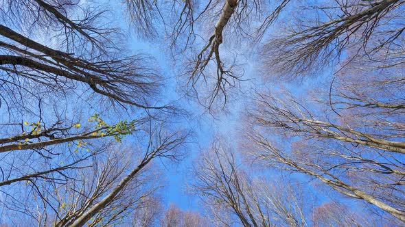 Trees Low Angle