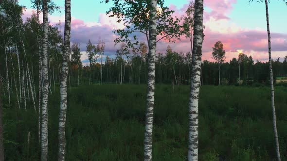 Birch Trees