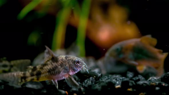 Aquarium And Corydoras Catfish