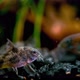 Aquarium And Corydoras Catfish - VideoHive Item for Sale