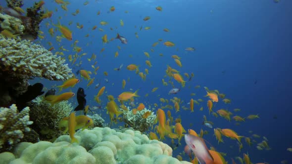 Underwater Orange Fish