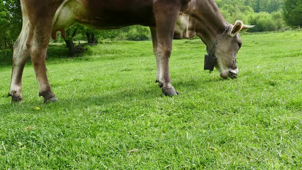 Cow Grazing Fresh Green Grass 2