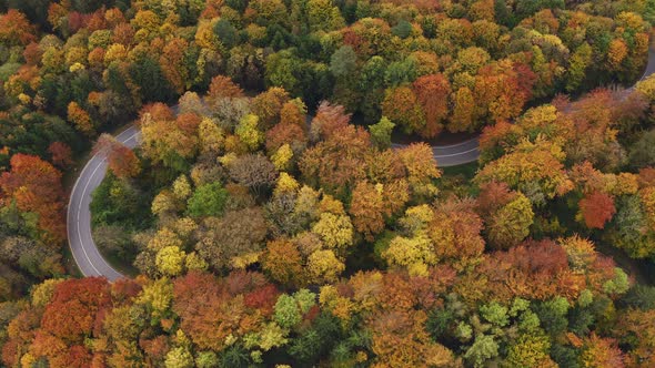 Flight by a drone over a beautiful autumn colored forest with driving cars at a curvy street, wonder