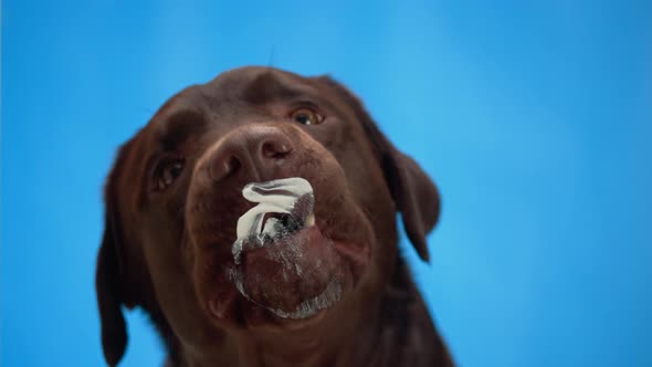 Labrador Dog Licking Cream on Glass