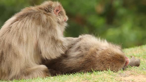 Japanese Macaque In Nature