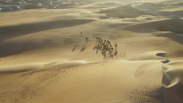 Aerial view of Camels in Dubai desert, United Arab Emirates.