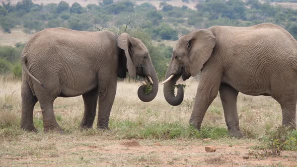 Two african elephants eating grass